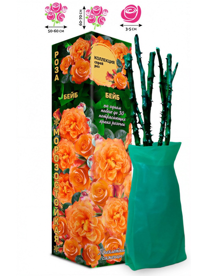 Саженец Роза спрей «Бейб», 1 шт., Весна 2026 - Фото 1