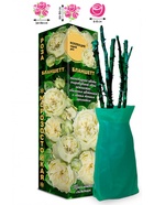 Саженец Роза Бланшетт Спрей, 1 шт. Весна 2026  (артикул 10920857)  большой выбор товаров оптом и в розницу по низким ценам с доставкой