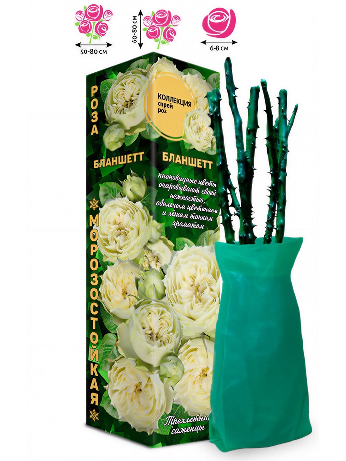 Саженец Роза спрей «Бланшетт», 1 шт., Весна 2026 - Фото 1