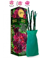 Саженец Роза Браун Шугар Спрей, 1 шт. Весна 2026  (артикул 10920858)  большой выбор товаров оптом и в розницу по низким ценам с доставкой