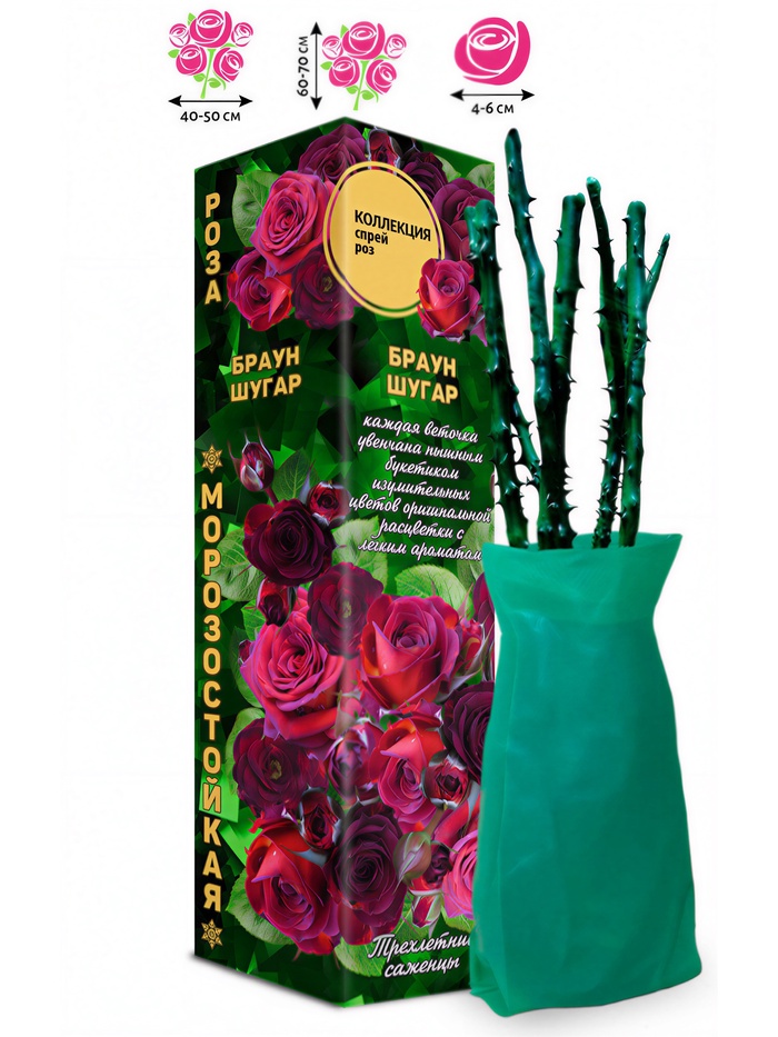 Саженец Роза спрей «Браун Шугар», 1 шт., Весна 2026 - Фото 1