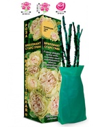 Саженец Роза Бриллиант Старс Грин Спрей, 1 шт. Весна 2026  (артикул 10920859)  большой выбор товаров оптом и в розницу по низким ценам с доставкой