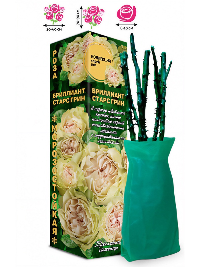 Саженец Роза Бриллиант Старс Грин Спрей, 1 шт. Весна 2026 - Фото 1