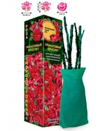 Саженец Роза Гранатовый Браслет Спрей, 1 шт. Весна 2026  (артикул 10920861)  большой выбор товаров оптом и в розницу по низким ценам с доставкой