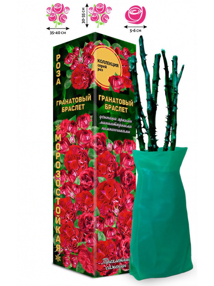 Саженец Роза спрей «Гранатовый Браслет», 1 шт., Весна 2026 - Фото 1