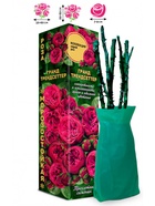 Саженец Роза Гранд Трендсеттер Спрей, 1 шт. Весна 2026  (артикул 10920862)  большой выбор товаров оптом и в розницу по низким ценам с доставкой