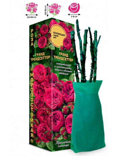 Саженец Роза спрей «Гранд Трендсеттер», 1 шт., Весна 2026