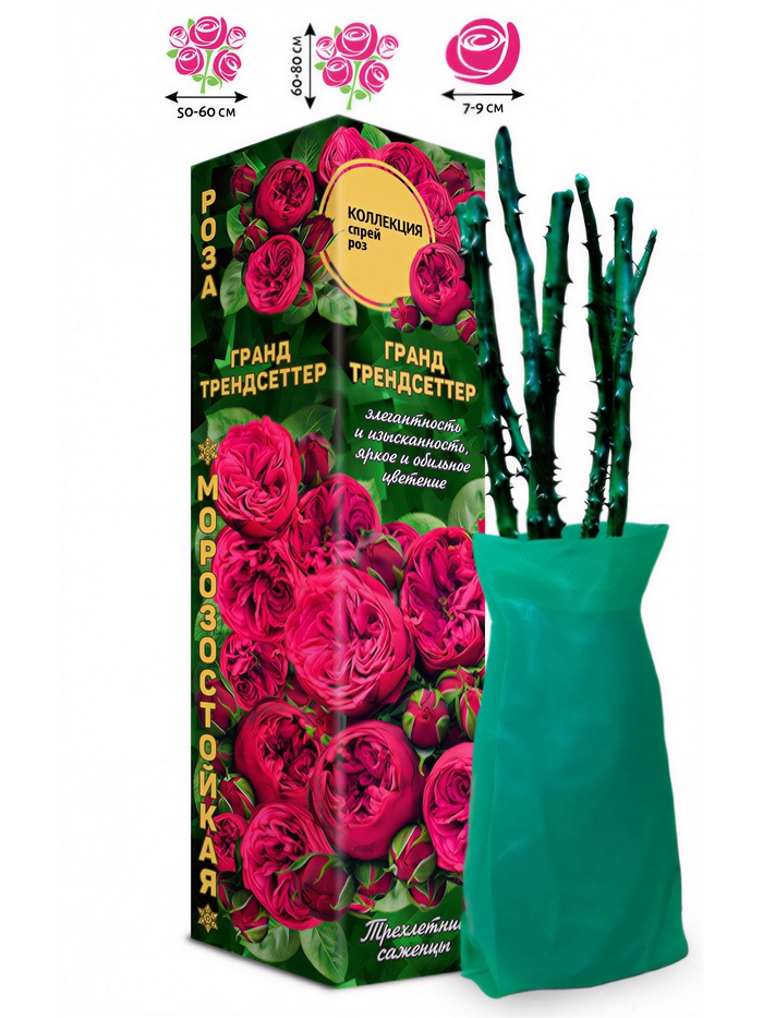 Саженец Роза Гранд Трендсеттер Спрей, 1 шт. Весна 2026 - Фото 1
