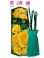 Саженец Роза Еллоу Беби Спрей, 1 шт. Весна 2026  (артикул 10920864)  большой выбор товаров оптом и в розницу по низким ценам с доставкой