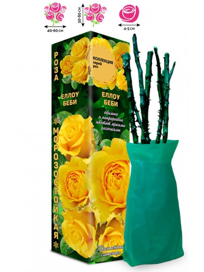 Саженец Роза спрей «Еллоу Беби», 1 шт., Весна 2026
