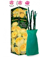 Саженец Роза Каталина Спрей, 1 шт. Весна 2026  (артикул 10920865)  большой выбор товаров оптом и в розницу по низким ценам с доставкой