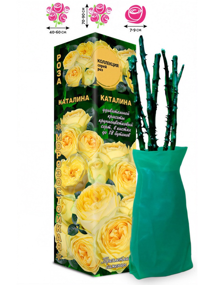 Саженец Роза спрей «Каталина», 1 шт., Весна 2026 - Фото 1