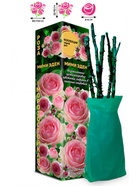 Саженец Роза Мими Эден Спрей, 1 шт. Весна 2026  (артикул 10920866)  большой выбор товаров оптом и в розницу по низким ценам с доставкой