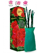 Саженец Роза Мирабель Спрей, 1 шт. Весна 2026  (артикул 10920867)  большой выбор товаров оптом и в розницу по низким ценам с доставкой