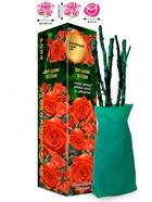 Саженец Роза Оранж Беби Спрей, 1 шт. Весна 2026  (артикул 10920869)  большой выбор товаров оптом и в розницу по низким ценам с доставкой