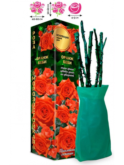 Саженец Роза Оранж Беби Спрей, 1 шт. Весна 2026