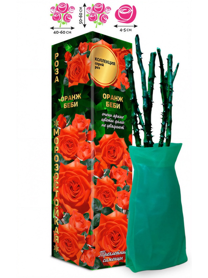 Саженец Роза Оранж Беби Спрей, 1 шт. Весна 2026 - Фото 1