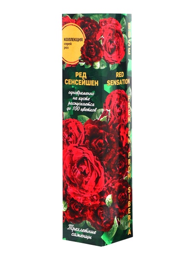 Саженец Роза Ред Сенсейшен Спрей, 1 шт. Весна 2026