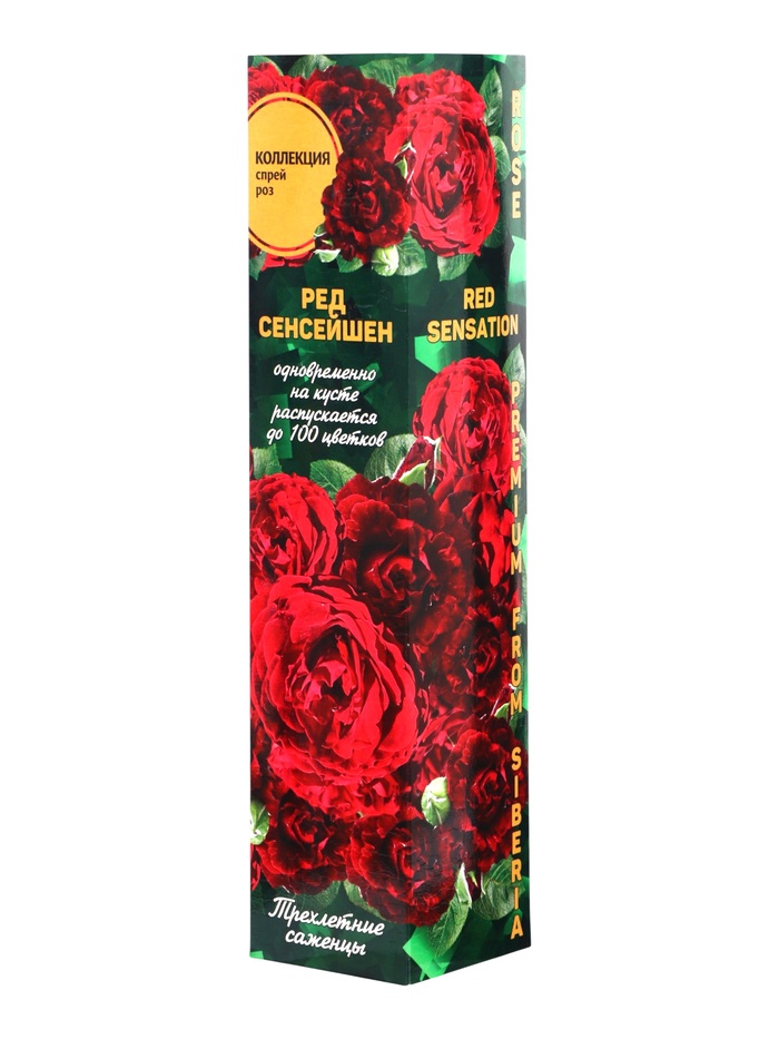 Саженец Роза Ред Сенсейшен Спрей, 1 шт. Весна 2026 - Фото 1