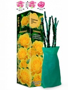 Саженец Роза Сфинкс Спрей, 1 шт. Весна 2026  (артикул 10920876)  большой выбор товаров оптом и в розницу по низким ценам с доставкой