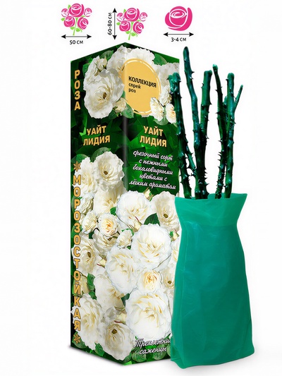 Саженец Роза спрей «Уайт Лидия», 1 шт., Весна 2026