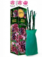 Саженец Роза Эрров Фолис Спрей, 1 шт. Весна 2026  (артикул 10920884)  большой выбор товаров оптом и в розницу по низким ценам с доставкой