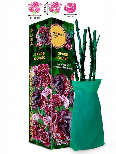 Саженец Роза спрей «Эрров Фолис», 1 шт., Весна 2026