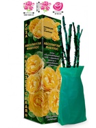 Саженец Роза Абсолютли Фабулос Флорибунда 1 шт. Весна 2026  (артикул 10920885)  большой выбор товаров оптом и в розницу по низким ценам с доставкой