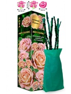 Саженец Роза Акрополис Флорибунда 1 шт. Весна 2026  (артикул 10920886)  большой выбор товаров оптом и в розницу по низким ценам с доставкой