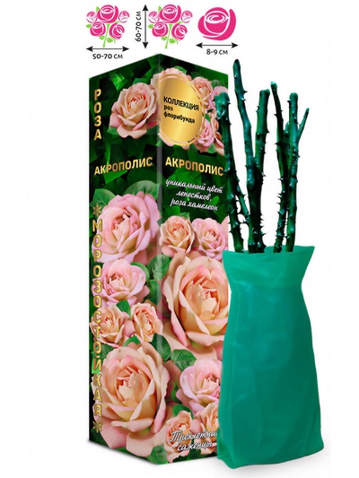 Саженец Роза флорибунда «Акрополис», 1 шт., Весна 2026