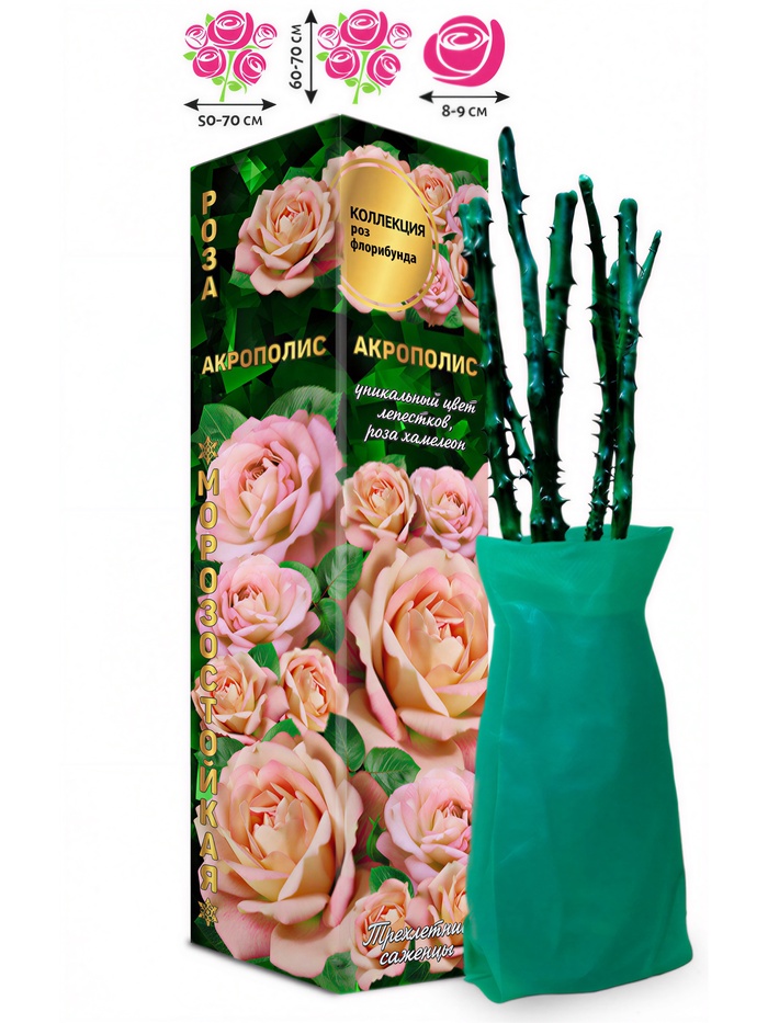 Саженец Роза флорибунда «Акрополис», 1 шт., Весна 2026 - Фото 1