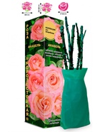 Саженец Роза Анабель Флорибунда 1 шт. Весна 2026  (артикул 10920887)  большой выбор товаров оптом и в розницу по низким ценам с доставкой