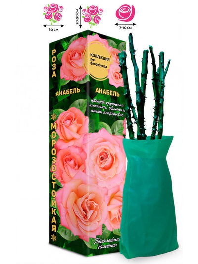 Саженец Роза флорибунда «Анабель», 1 шт., Весна 2026