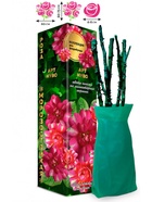 Саженец Роза Арт Нуво Флорибунда, 1 шт. Весна 2026  (артикул 10920888)  большой выбор товаров оптом и в розницу по низким ценам с доставкой