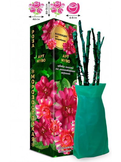 Саженец Роза флорибунда «Арт Нуво», 1 шт., Весна 2026