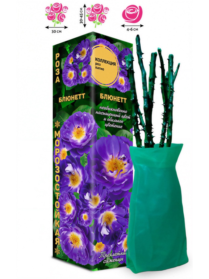 Саженец Роза патио «Блюнетт», 1 шт., Весна 2026 - Фото 1