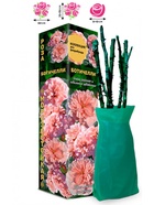 Саженец Роза Ботичелли Флорибунда, 1 шт. Весна 2026  (артикул 10920891)  большой выбор товаров оптом и в розницу по низким ценам с доставкой