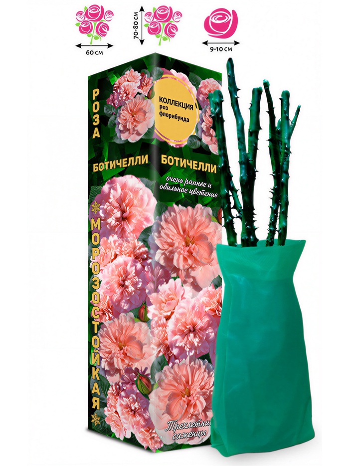 Саженец Роза флорибунда «Ботичелли», 1 шт., Весна 2026 - Фото 1