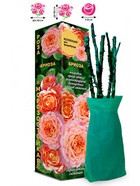 Саженец Роза Бриоза Флорибунда, 1 шт. Весна 2026  (артикул 10920892)  большой выбор товаров оптом и в розницу по низким ценам с доставкой