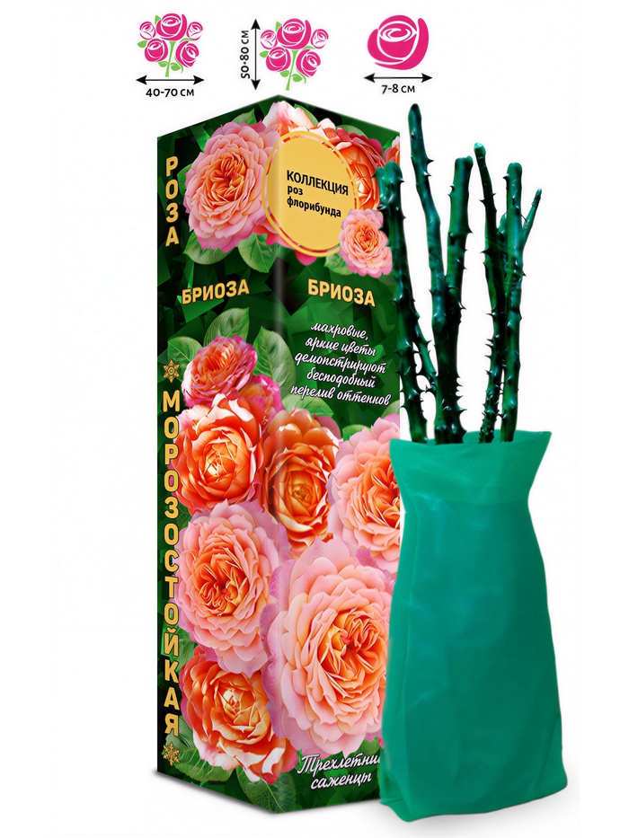 Саженец Роза флорибунда «Бриоза», 1 шт., Весна 2026 - Фото 1