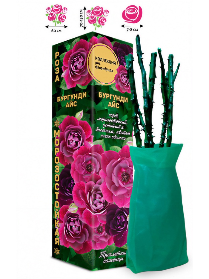 Саженец Роза флорибунда «Бургунди Айс», 1 шт., Весна 2026 - Фото 1