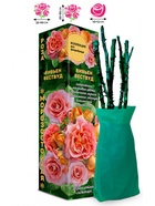 Саженец Роза Вивьен Вествуд Флорибунда, 1 шт. Весна 2026  (артикул 10920896)  большой выбор товаров оптом и в розницу по низким ценам с доставкой