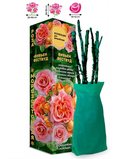 Саженец Роза флорибунда «Вивьен Вествуд», 1 шт., Весна 2026