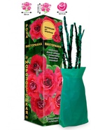 Саженец Роза Викториана Флорибунда, 1 шт. Весна 2026  (артикул 10920897)  большой выбор товаров оптом и в розницу по низким ценам с доставкой