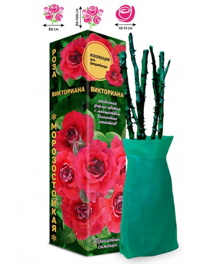 Саженец Роза флорибунда «Викториана», 1 шт., Весна 2026