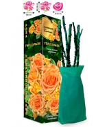 Саженец Роза Голдэльзе Флорибунда, 1 шт. Весна 2026  (артикул 10920898)  большой выбор товаров оптом и в розницу по низким ценам с доставкой