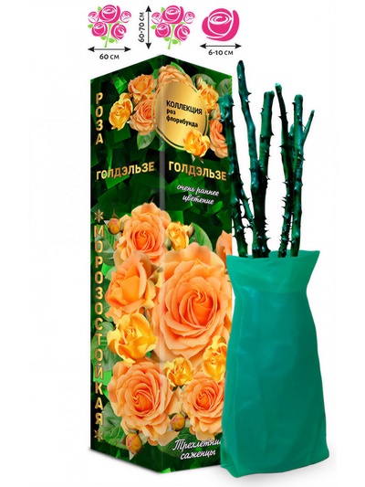 Саженец Роза флорибунда «Голдэльзе», 1 шт., Весна 2026