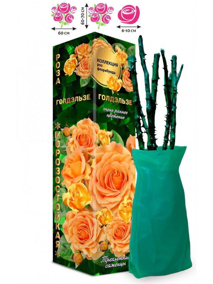 Саженец Роза флорибунда «Голдэльзе», 1 шт., Весна 2026 - Фото 1