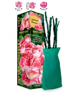 Саженец Роза Джет Сет Флорибунда, 1 шт. Весна 2026  (артикул 10920899)  большой выбор товаров оптом и в розницу по низким ценам с доставкой