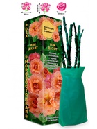 Саженец Роза Изи даз Ит Флорибунда, 1 шт. Весна 2026  (артикул 10920902)  большой выбор товаров оптом и в розницу по низким ценам с доставкой